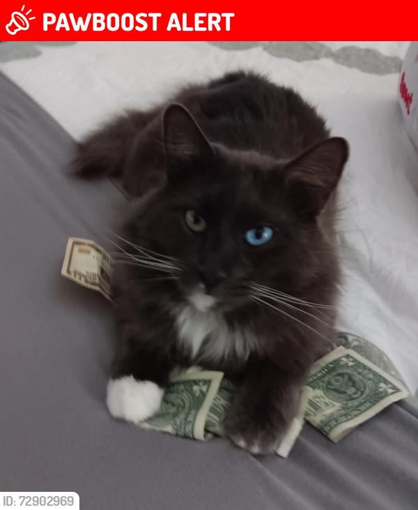 Lost Male Cat last seen McLauren Circle and Green Acres 32547, Fort Walton Beach, FL 32547