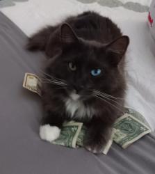 Lost Male Cat last seen McLauren Circle and Green Acres 32547, Fort Walton Beach, FL 32547