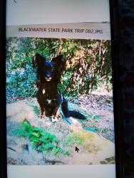 Lost Male Dog last seen Pirate cove, Port Salerno, FL 34997