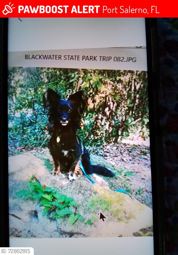 Lost Male Dog last seen Pirate cove, Port Salerno, FL 34997
