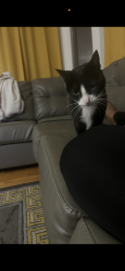 Lost Female Cat last seen Merrill park , Chicago, IL 60617