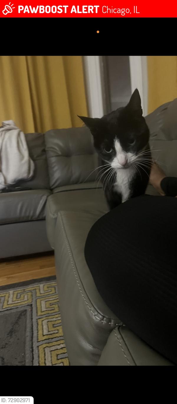 Lost Female Cat last seen Merrill park , Chicago, IL 60617