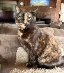 Lost Female Cat last seen Oak and Bickner st, Lake Oswego, OR 97034