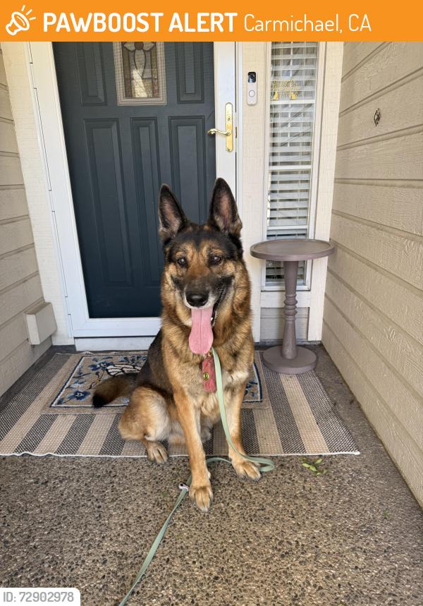 Found/Stray Male Dog last seen Walnut Whitney Dental , Carmichael, CA 95608