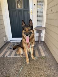 Found/Stray Male Dog last seen Walnut Whitney Dental , Carmichael, CA 95608