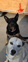 Reunited Female Dog last seen Orange Ave. And Tremont St., Chula Vista, CA 91911
