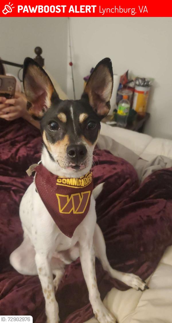 Lost Male Dog last seen Walden Pond, Lynchburg, VA 24501
