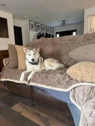 Lost Female Dog last seen St rt 122, Howe rd, eck rd, Middletown, OH 45042
