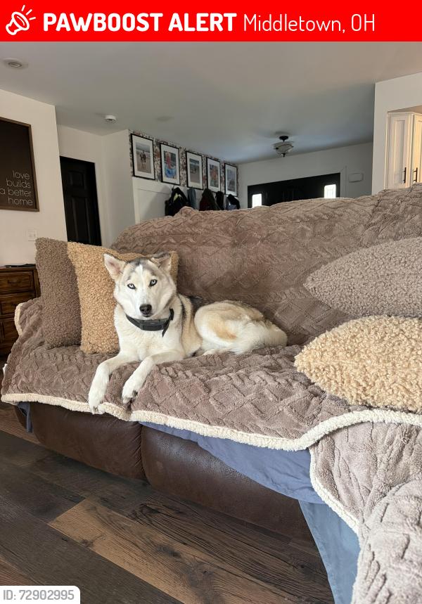 Lost Female Dog last seen St rt 122, Howe rd, eck rd, Middletown, OH 45042