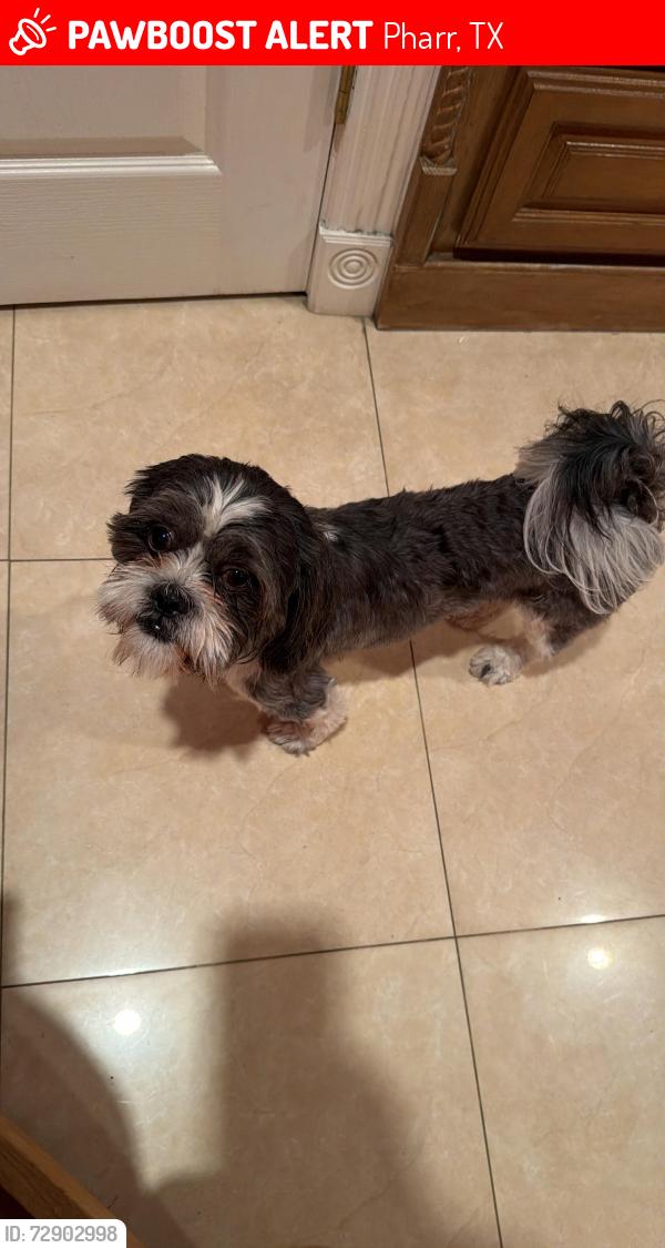 Lost Male Dog last seen Veterans blvd , Pharr, TX 78577