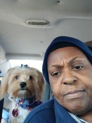 Lost Female Dog last seen Split willow drive orlando, Orlando, FL 32808