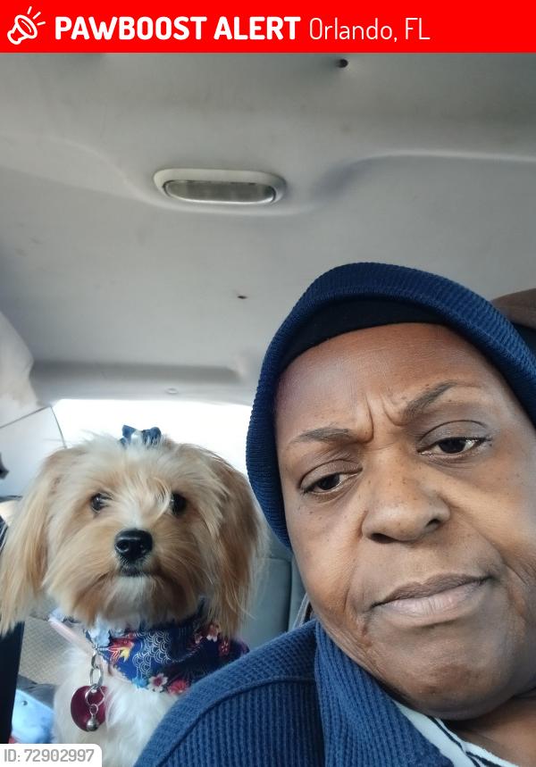 Lost Female Dog last seen Split willow drive orlando, Orlando, FL 32808