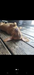 Reunited Female Dog last seen Lemon Avenue and Clay Pit Rd., Mango, FL 33584