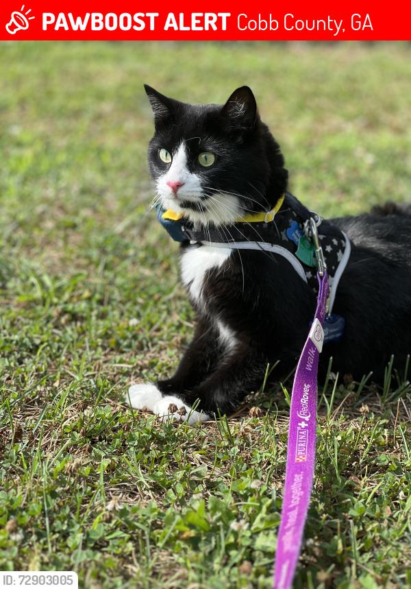 Lost Male Cat last seen Hadley farm in Marietta, Cobb County, GA 30066