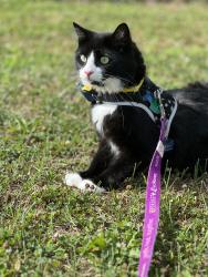 Lost Male Cat last seen Hadley farm in Marietta, Cobb County, GA 30066
