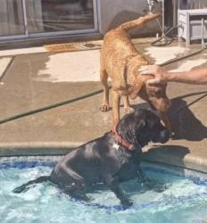 Reunited Male Dog last seen Paradise and delta , San Joaquin County, CA 95304