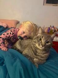 Lost Male Cat last seen 12th and fir, Mount Vernon, WA 98273