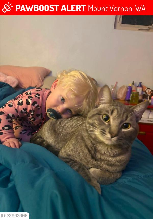 Lost Male Cat last seen 12th and fir, Mount Vernon, WA 98273