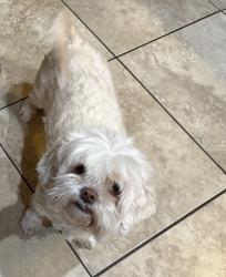 Lost Female Dog last seen Lake Carnegie , Laredo, TX 78041