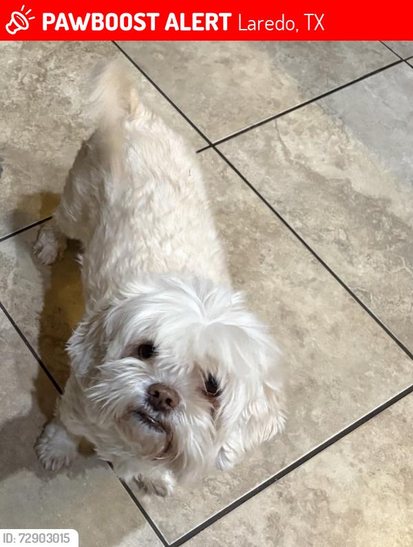 Lost Female Dog last seen Lake Carnegie , Laredo, TX 78041