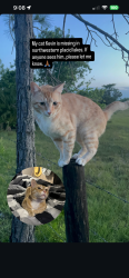 Lost Male Cat last seen Washington Blvd NW & Catfish Creek Rd, Lake Placid, FL 33852