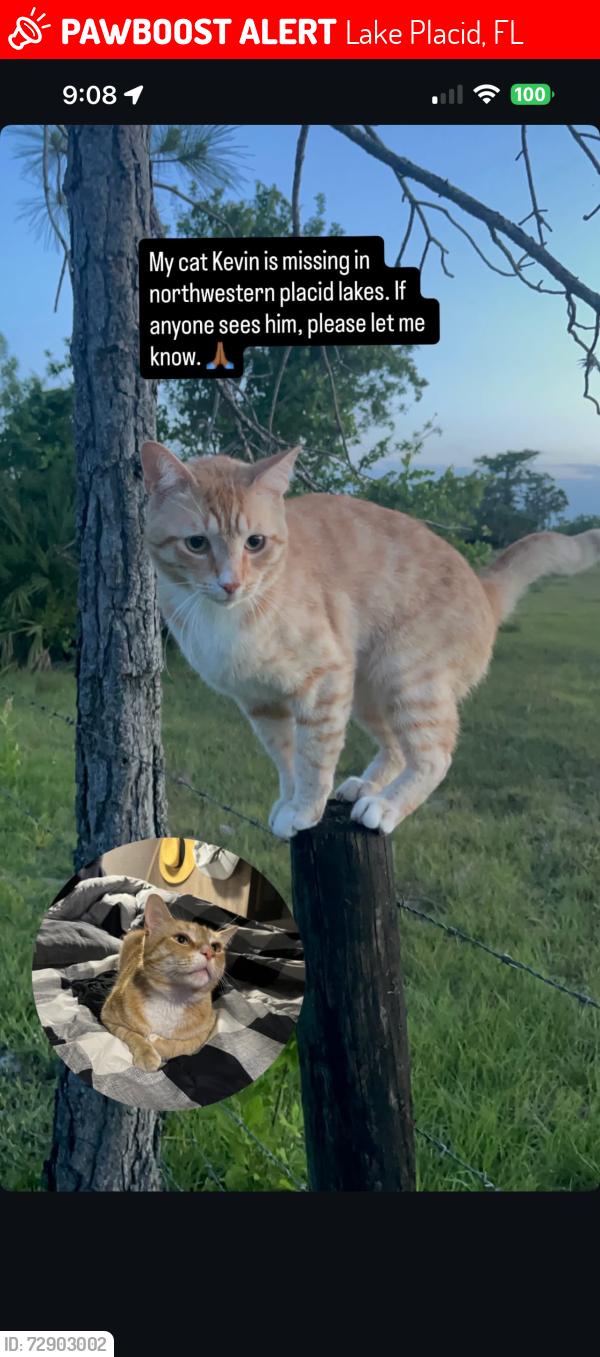 Lost Male Cat last seen Washington Blvd NW & Catfish Creek Rd, Lake Placid, FL 33852