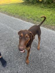 Found/Stray Male Dog last seen Near street and 194 ave, Homestead, FL 33031