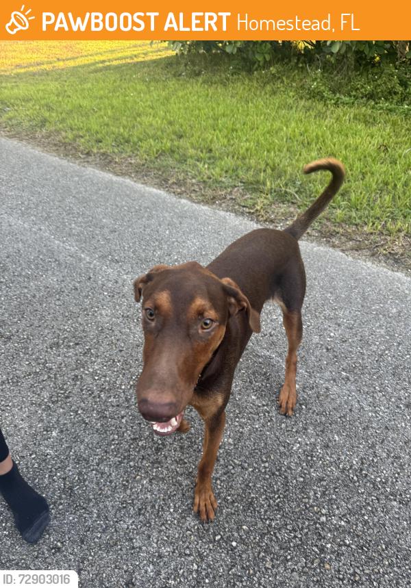 Found/Stray Male Dog last seen Near street and 194 ave, Homestead, FL 33031