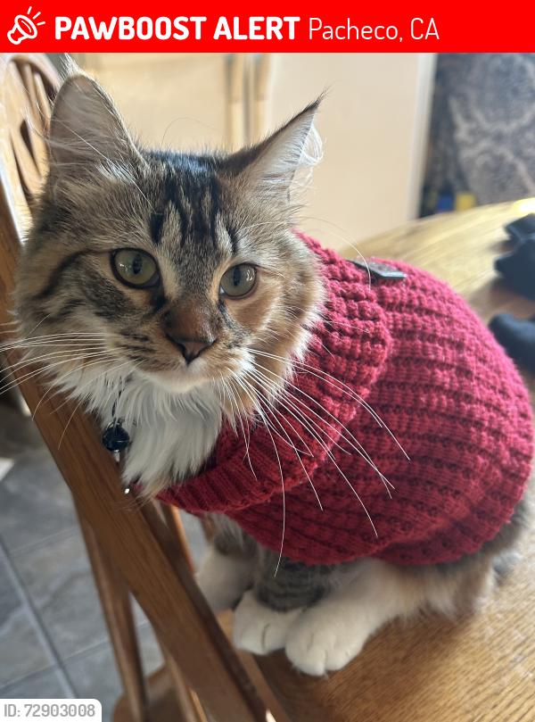 Lost Female Cat last seen Flame drive and center avenue , Pacheco, CA 94553