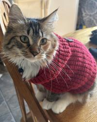 Lost Female Cat last seen Flame drive and center avenue , Pacheco, CA 94553