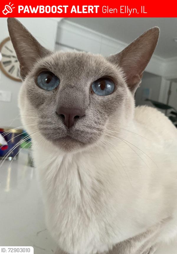 Lost Male Cat last seen Glen valley drive and park blvd, Glen Ellyn, IL 60137