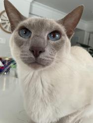 Lost Male Cat last seen Glen valley drive and park blvd, Glen Ellyn, IL 60137