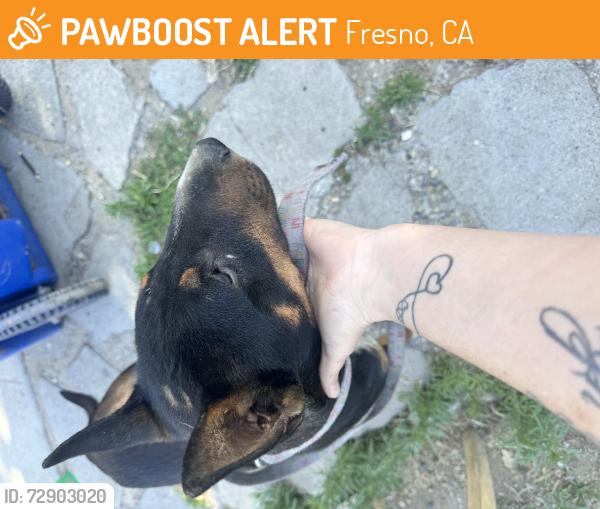 Found/Stray Unknown Dog last seen First, Fresno, CA 93703