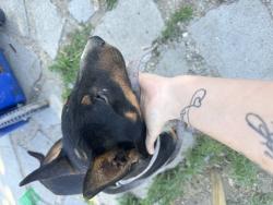 Found/Stray Unknown Dog last seen First, Fresno, CA 93703