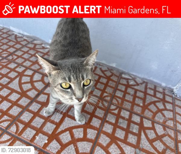 Lost Female Cat last seen Near , Miami Gardens, FL 33169