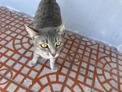 Lost Female Cat last seen Near , Miami Gardens, FL 33169