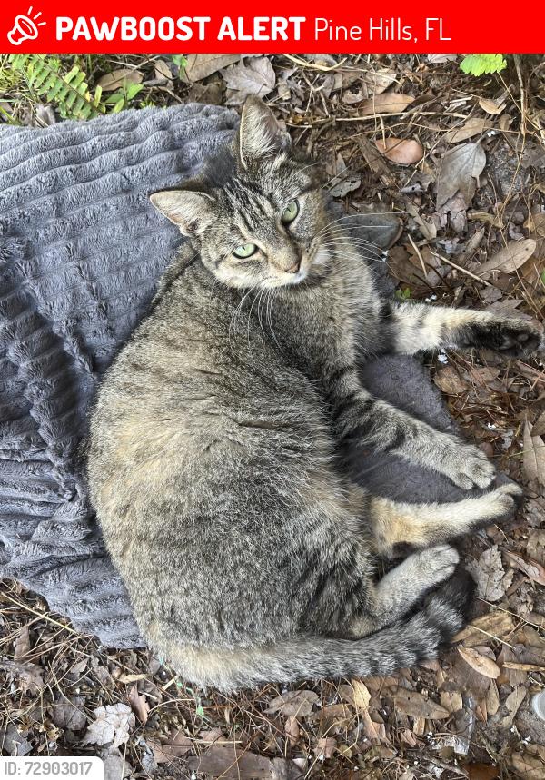 Lost Female Cat last seen Normandy shores neighborhood, Pine Hills, FL 32808