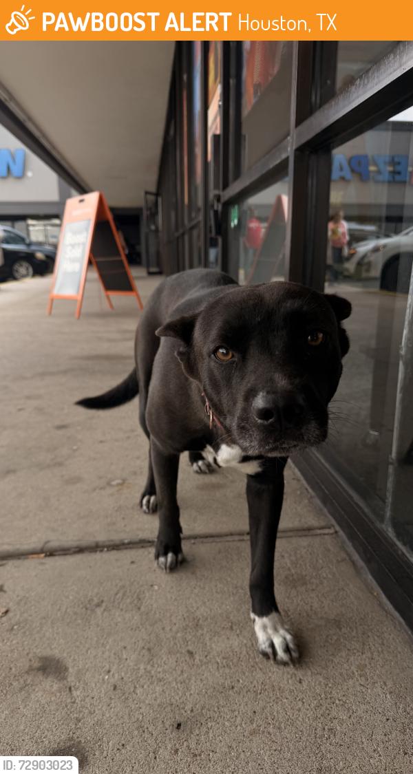 Found/Stray Female Dog last seen subway, Houston, TX 77015