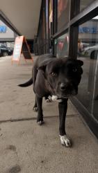 Found/Stray Female Dog last seen subway, Houston, TX 77015