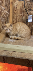 Lost Male Cat last seen Meijer Stevensville and Lincoln Charter twp Cemetery , Stevensville, MI 49127