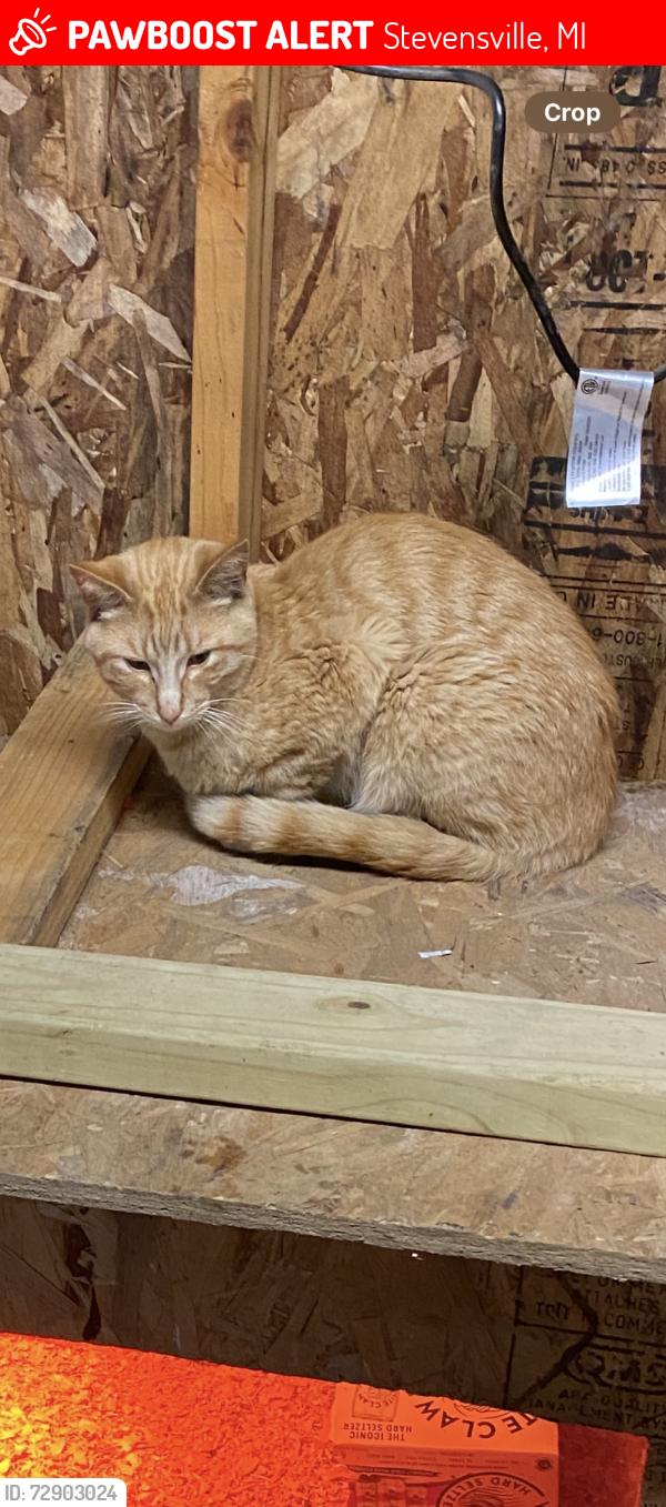 Lost Male Cat last seen Meijer Stevensville and Lincoln Charter twp Cemetery , Stevensville, MI 49127