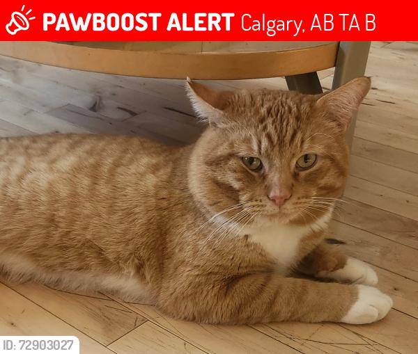 Lost Male Cat last seen Dalhousie drive Northwest and dalgety drive Northwest, Calgary, AB T3A 1B1