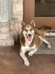 Found/Stray Female Dog last seen Cr79 and cr 56, Robstown, TX 78380