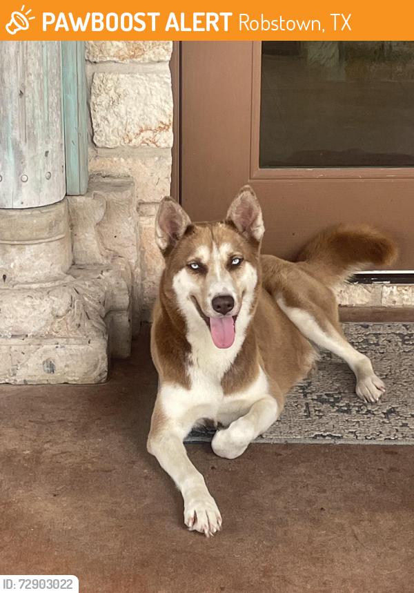 Found/Stray Female Dog last seen Cr79 and cr 56, Robstown, TX 78380