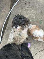 Found/Stray Male Dog last seen Being chased by pit bulls down Rhodes avenue, Chicago, IL 60827