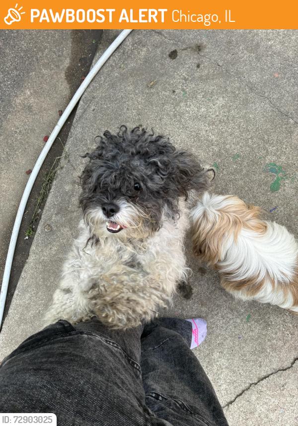 Found/Stray Male Dog last seen Being chased by pit bulls down Rhodes avenue, Chicago, IL 60827