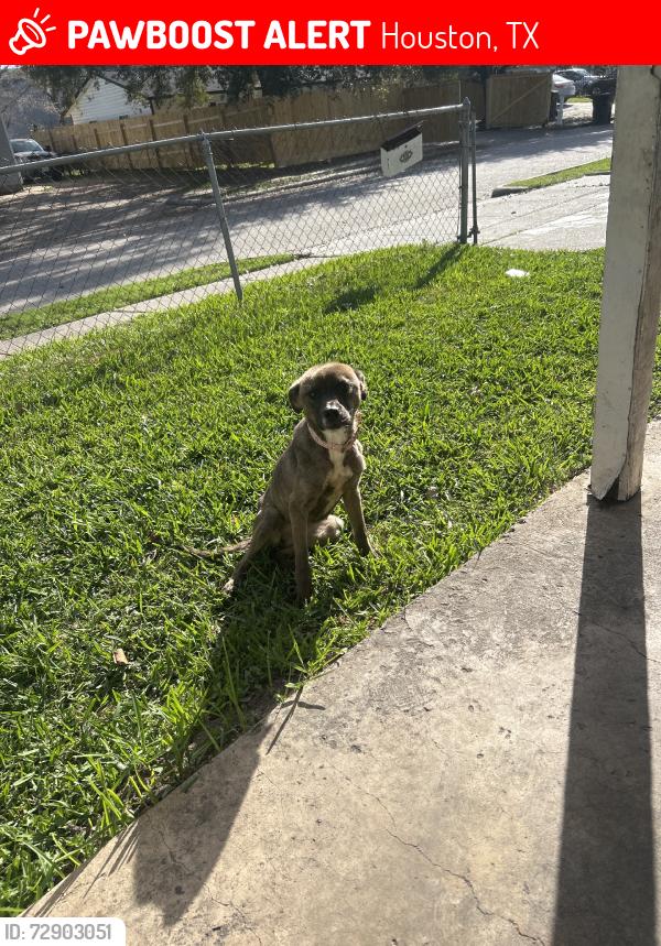 Lost Female Dog last seen Waco @rawley, Houston, TX 77002