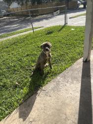 Lost Female Dog last seen Waco @rawley, Houston, TX 77002