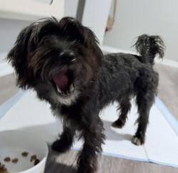 Reunited Male Dog last seen The midway apmts, Waco, TX 76710