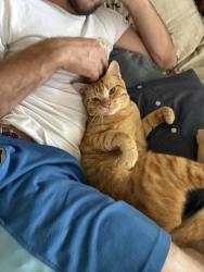 Found/Stray Male Cat last seen James Lee Park on Pitner , Houston, TX 77080